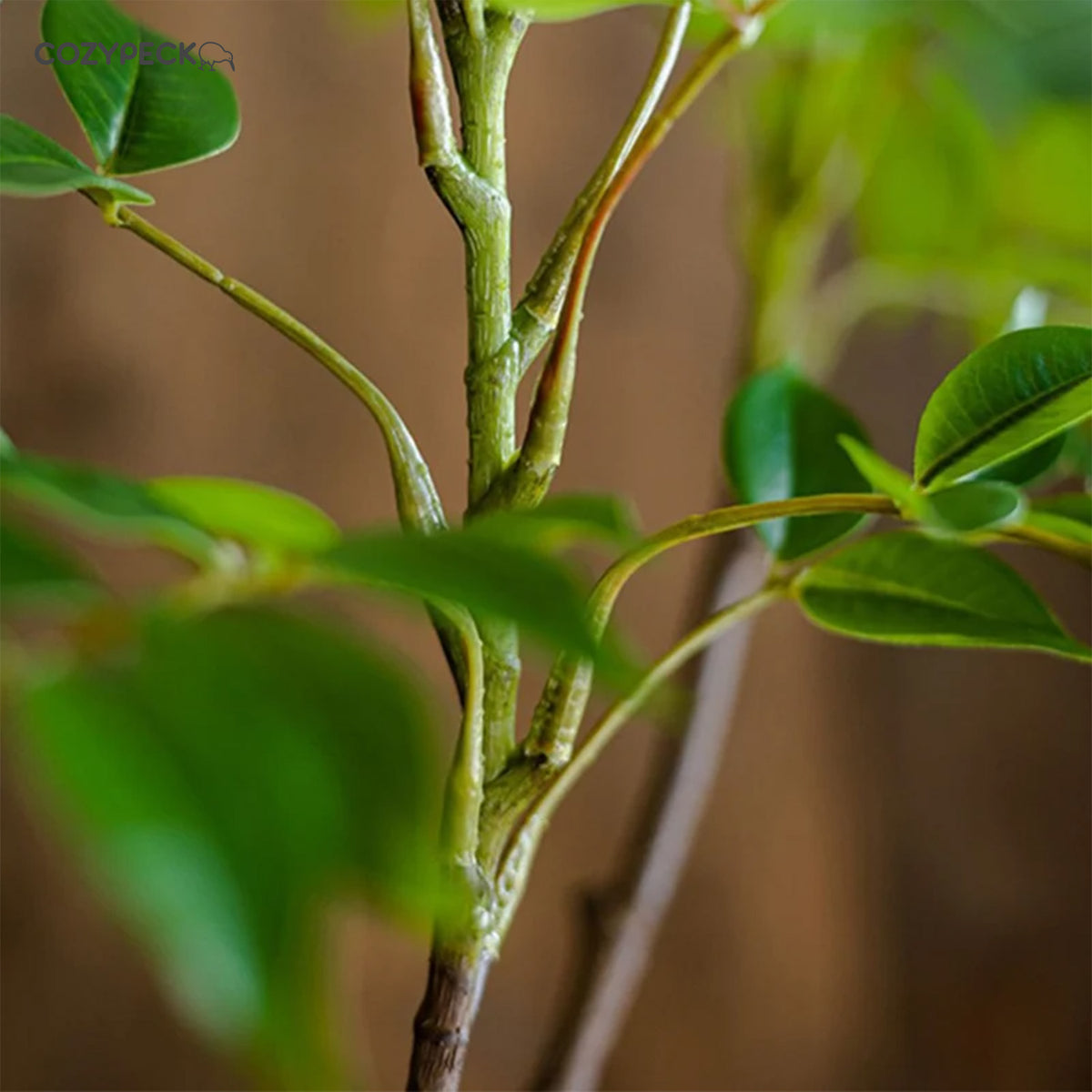 Artificial Ficus Tree Branch - Indoor Plants